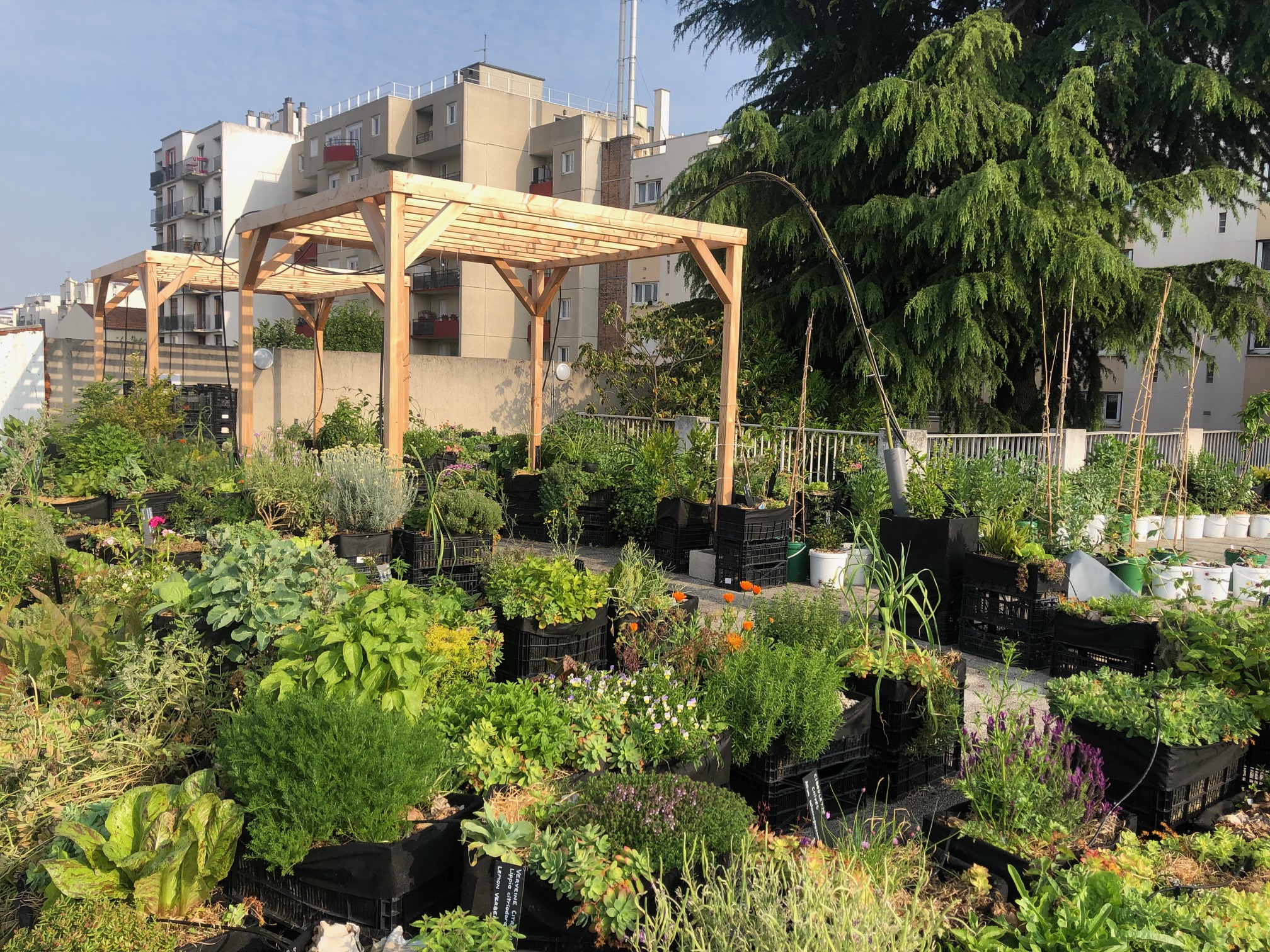 Pergola 2