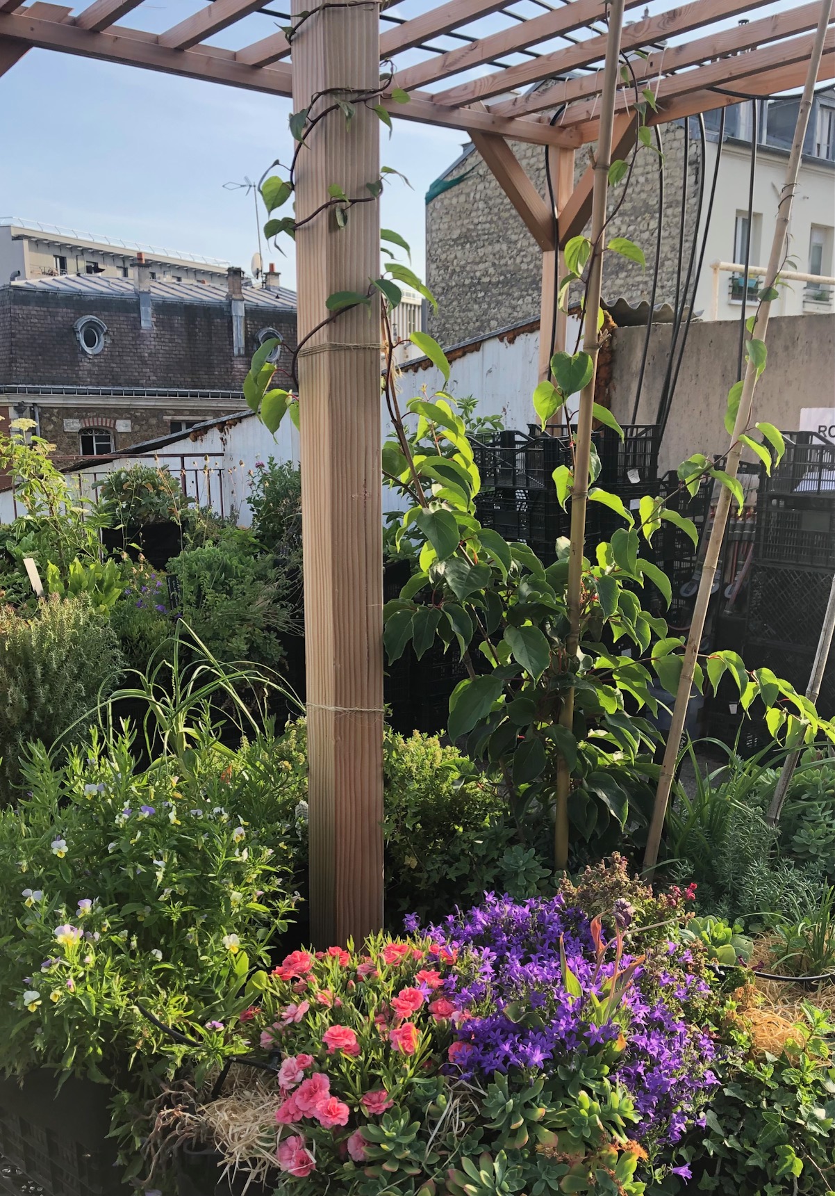 Pergola 3