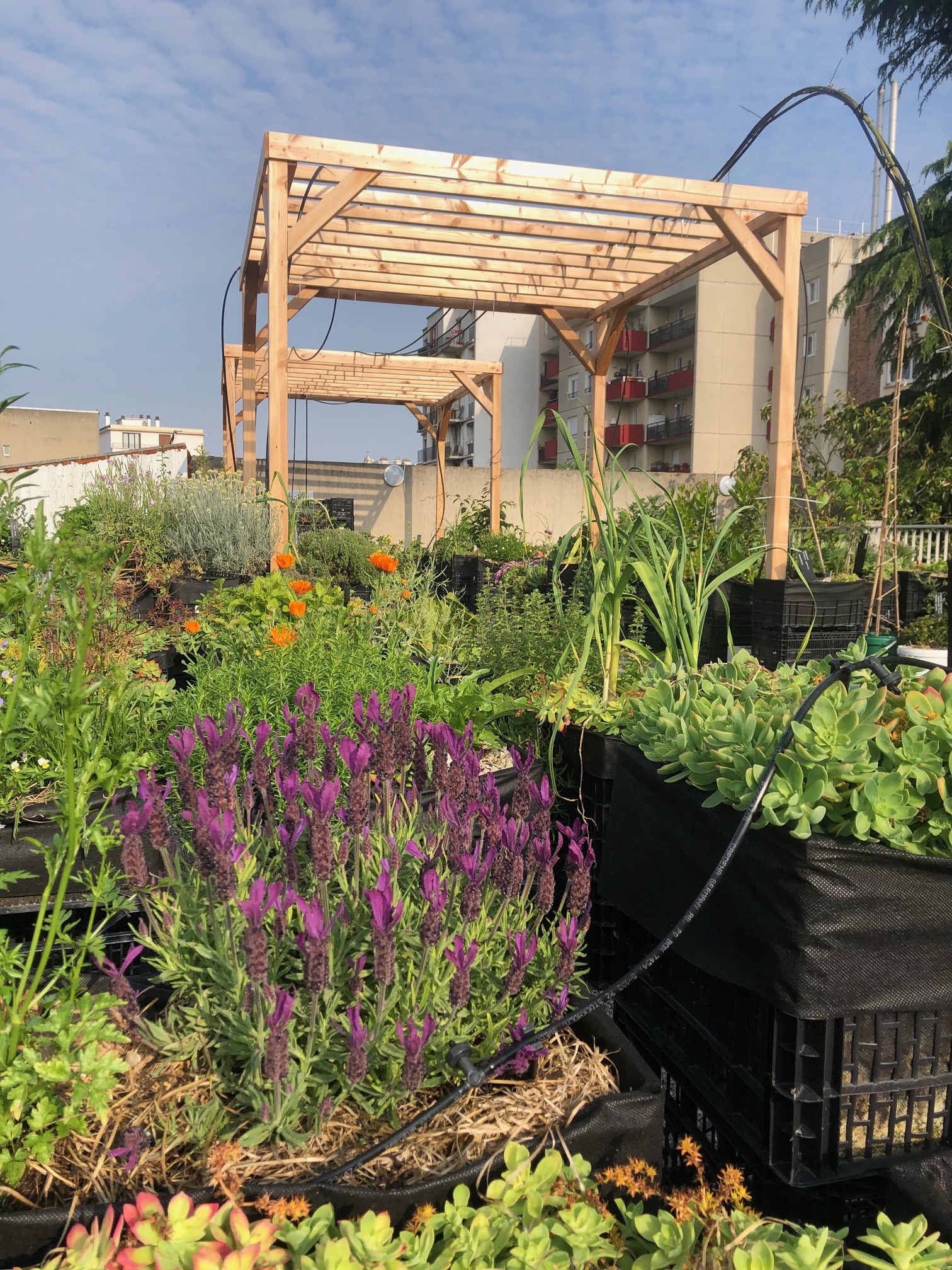 Pergola 4